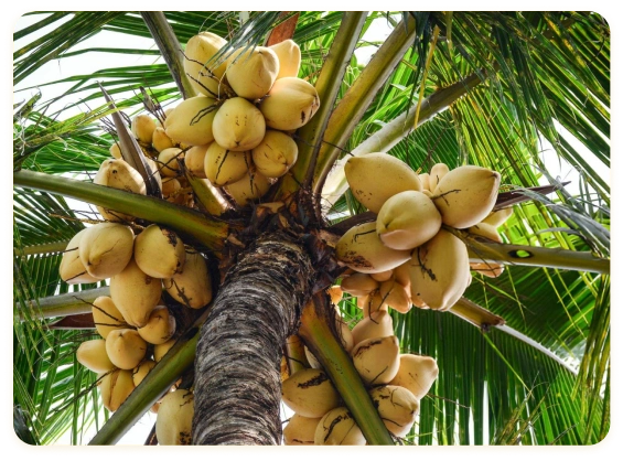Sourcing & Harvesting